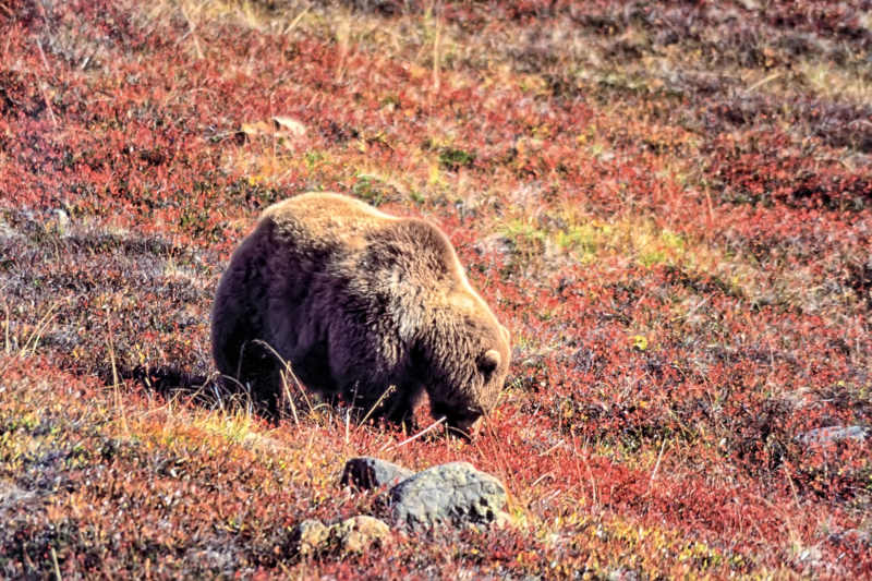 Male grizzly feeding on berries, Denali Park Road, Alaska